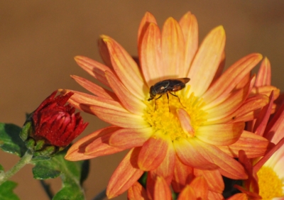 f:id:shinsyu7:20111205164606j:image:w640