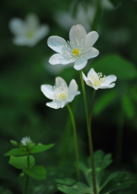 f:id:shinsyu7:20120503093529j:image:w360