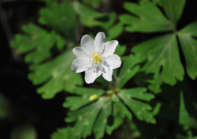 f:id:shinsyu7:20120503093545j:image:w640