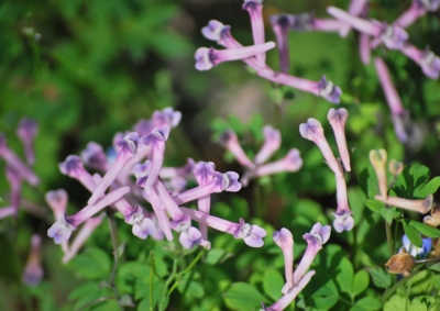 f:id:shinsyu7:20120503095122j:image:w640