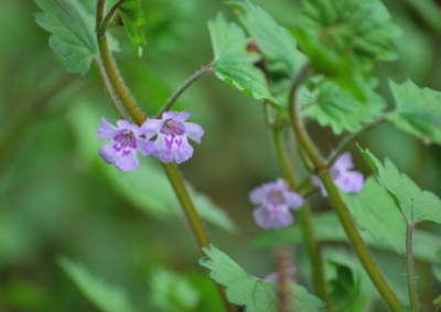 f:id:shinsyu7:20120503095507j:image:w640