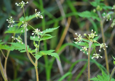 f:id:shinsyu7:20120503095947j:image:w640