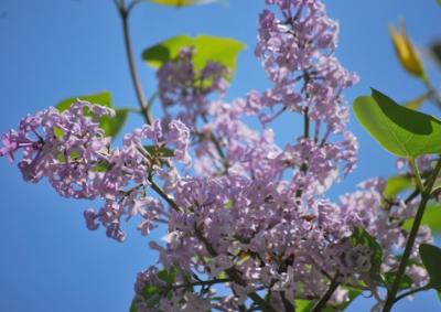 f:id:shinsyu7:20120503100414j:image:w640