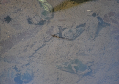 f:id:shinsyu7:20120503100517j:image:w640