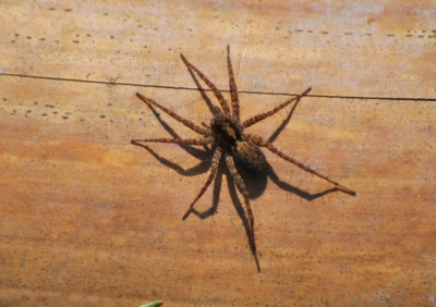 f:id:shinsyu7:20120503100631j:image:w640