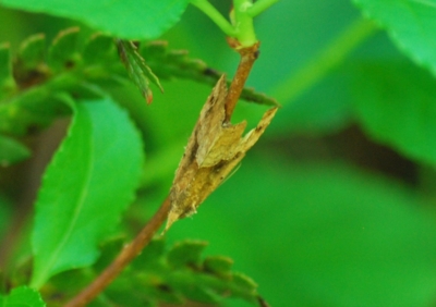 f:id:shinsyu7:20120503100841j:image:w640