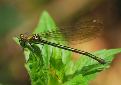 f:id:shinsyu7:20120518140436j:image:w500 f:id:shinsyu7:20120518140436j:image:w500