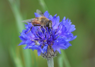 f:id:shinsyu7:20120524191108j:image:w500