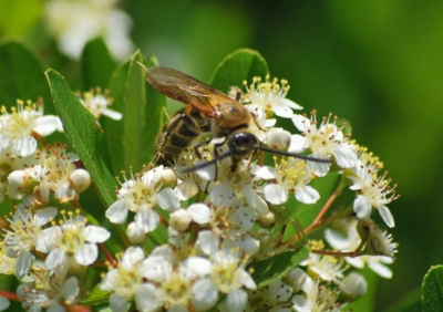 f:id:shinsyu7:20120524191515j:image:w500