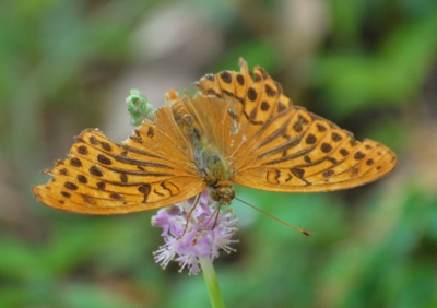 f:id:shinsyu7:20120901114748j:image:w640