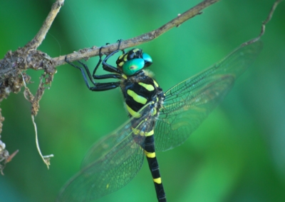 f:id:shinsyu7:20120901114902j:image:w640