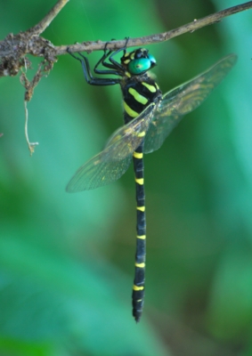 f:id:shinsyu7:20120901114911j:image:w360