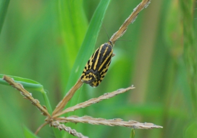 f:id:shinsyu7:20120901115101j:image:w640