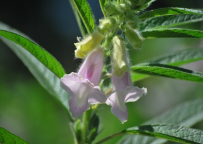 f:id:shinsyu7:20120901115336j:image:w640