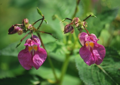 f:id:shinsyu7:20120928142205j:image:w640