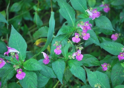 f:id:shinsyu7:20120928142634j:image:w640