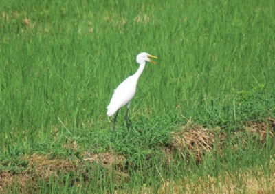 f:id:shinsyu7:20120928143614j:image:w640