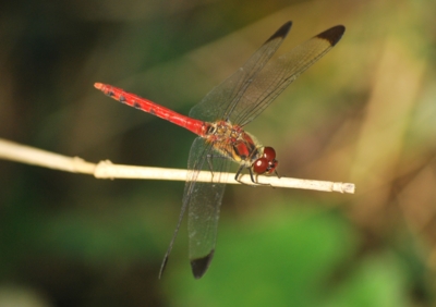 f:id:shinsyu7:20120928143707j:image:w640