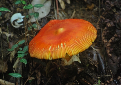 f:id:shinsyu7:20120928150341j:image:w640