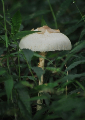 f:id:shinsyu7:20120929124814j:image:w360