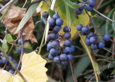 f:id:shinsyu7:20121123152920j:image:w640
