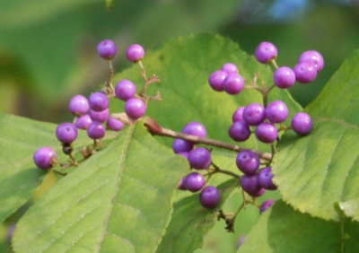 f:id:shinsyu7:20121123153127j:image:w640