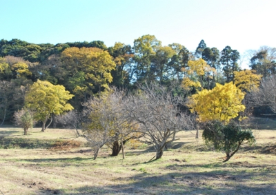 f:id:shinsyu7:20121127150340j:image:w640