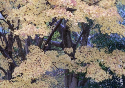 f:id:shinsyu7:20121205111623j:image:w640