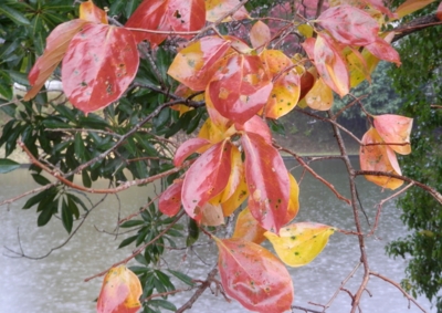 f:id:shinsyu7:20121205111819j:image:w640