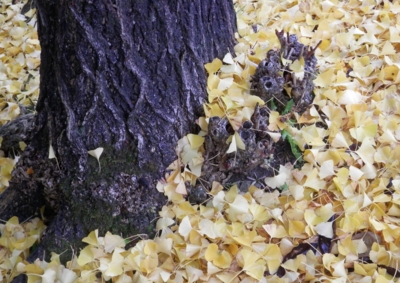 f:id:shinsyu7:20121205111833j:image:w640