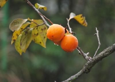f:id:shinsyu7:20121215154430j:image:w640