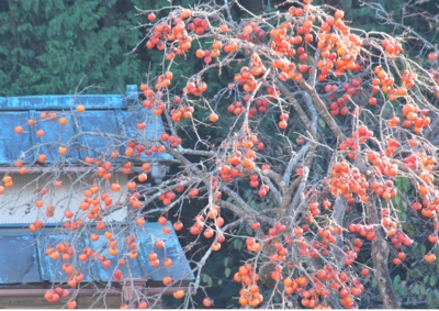 f:id:shinsyu7:20121215154615j:image:w640
