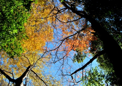 f:id:shinsyu7:20121215162312j:image:w640
