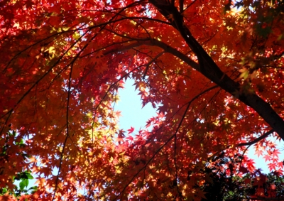 f:id:shinsyu7:20121215162325j:image:w640