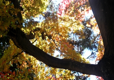 f:id:shinsyu7:20121215162336j:image:w640