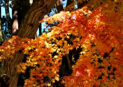 f:id:shinsyu7:20121224142414j:image:w640
