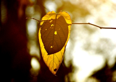f:id:shinsyu7:20121224142456j:image:w640
