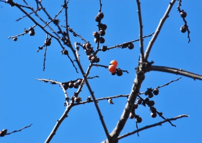 f:id:shinsyu7:20121224142529j:image:w640