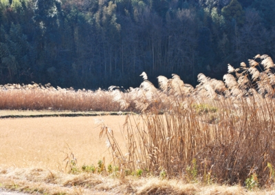 f:id:shinsyu7:20121230104709j:image:w640