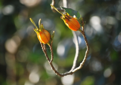 f:id:shinsyu7:20121230105158j:image:w640