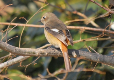 f:id:shinsyu7:20121230112348j:image:w640