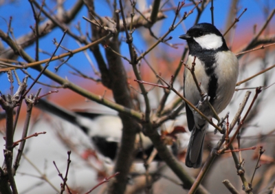 f:id:shinsyu7:20121230120135j:image:w640