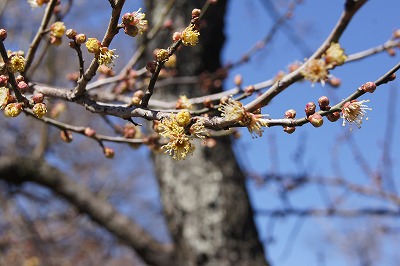 f:id:shintabi:20140316182753j:image f:id:shintabi:20140316182753j:image