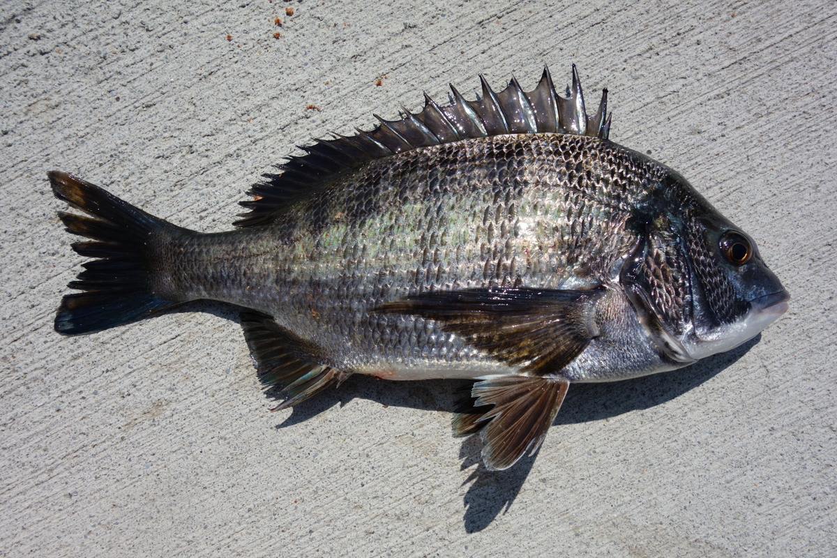 シマノ 23鱗海マスターチューン 0-530 インプレ - 釣りと釣具を楽しむ