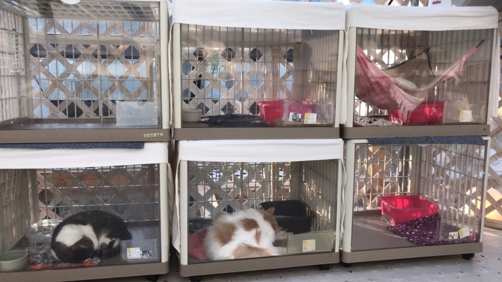 猫シェルターで保護猫を探してきた率直な感想 辛口レビュー 東京キャットガーディアン 大塚 S語録