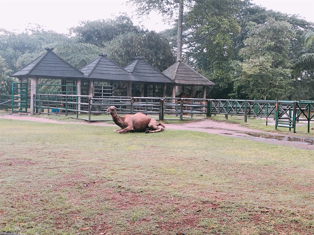 ジャカルタでコモドドラゴンが見たい ラグナン動物園 ツナの備忘録