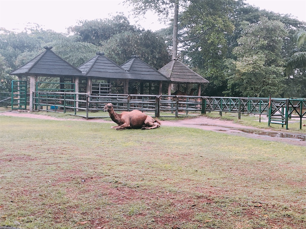 ジャカルタでコモドドラゴンが見たい ラグナン動物園 ツナの備忘録