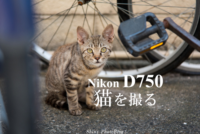 f:id:shiny1793:20160915080230j:plain