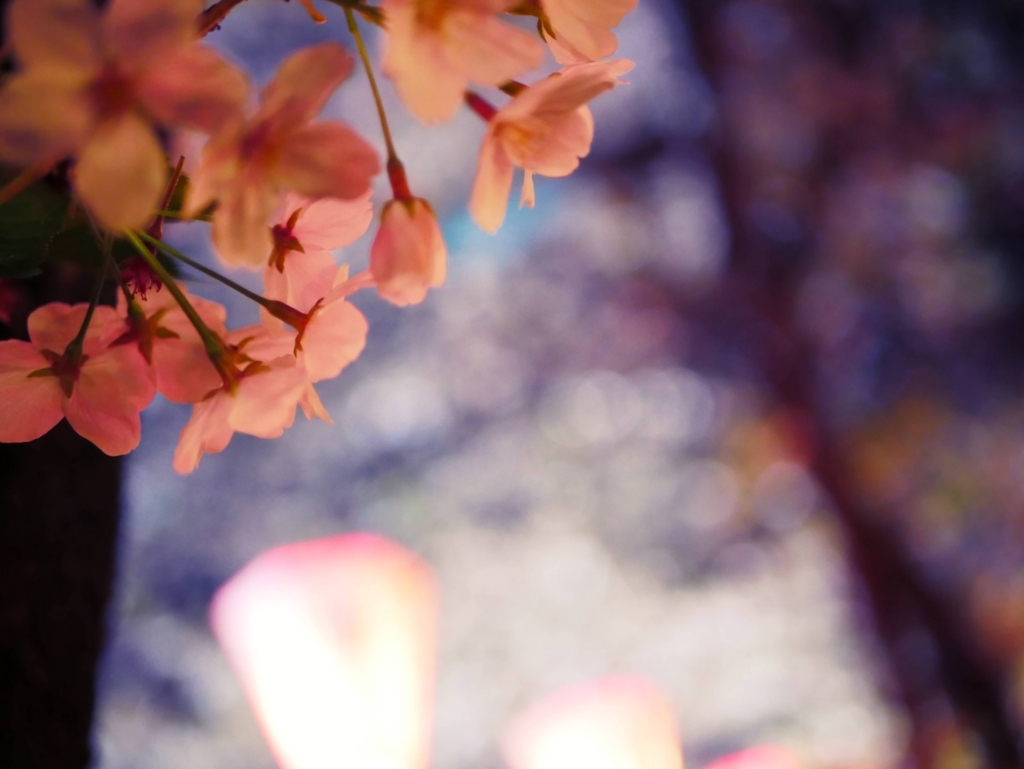 f:id:shinya-no-ringosawagi:20180506130657j:plain f:id:shinya-no-ringosawagi:20180506130657j:plain