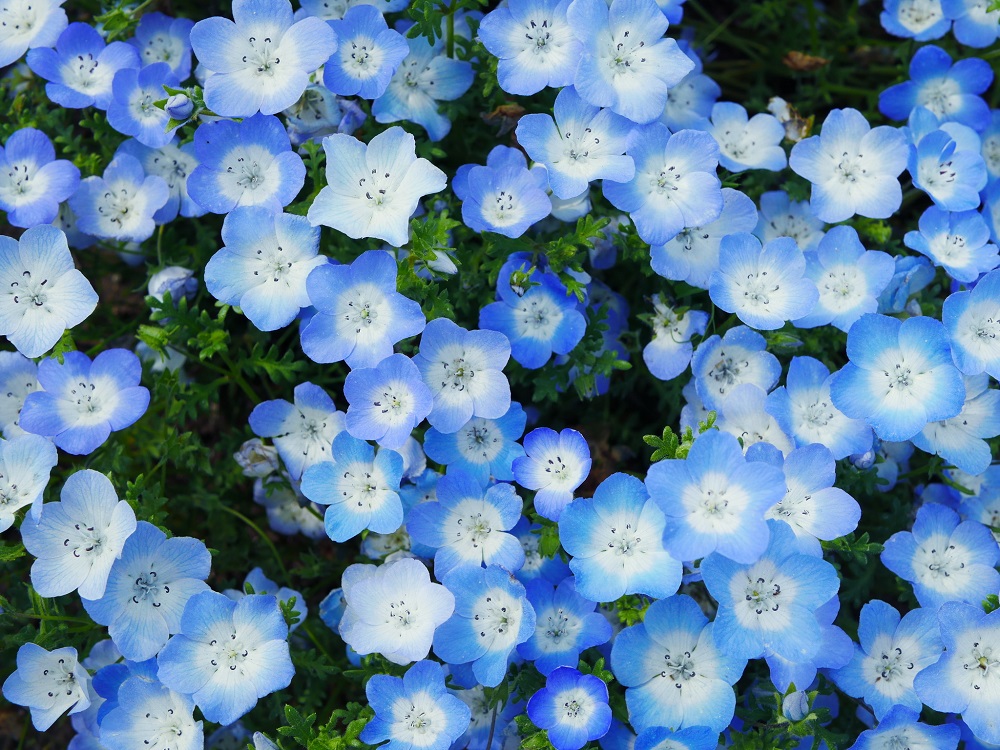 f:id:shinya-no-ringosawagi:20180506131145j:plain f:id:shinya-no-ringosawagi:20180506131145j:plain